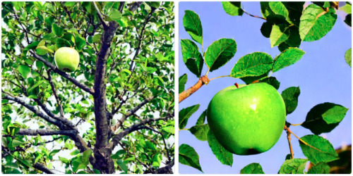 green apple on the tree